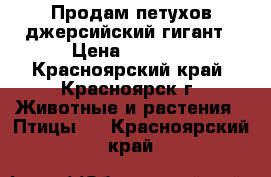 Продам петухов джерсийский гигант › Цена ­ 2 000 - Красноярский край, Красноярск г. Животные и растения » Птицы   . Красноярский край